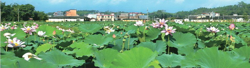 樓下村盤活村中八畝土地,成就了佛岡一景,也為該村帶來經(jīng)濟(jì)效益。